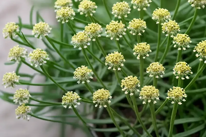Corn bedstraw (galium tricornutum) — photo 2