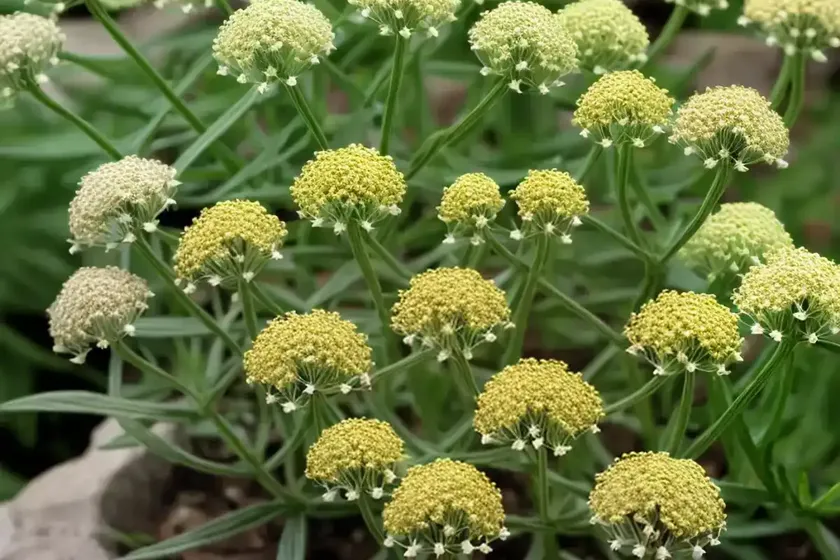 Corn bedstraw (galium tricornutum) — photo 3