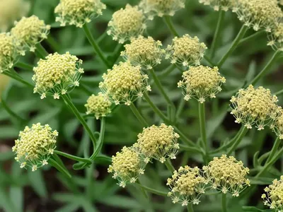 Corn Bedstraw (Galium Tricornutum)