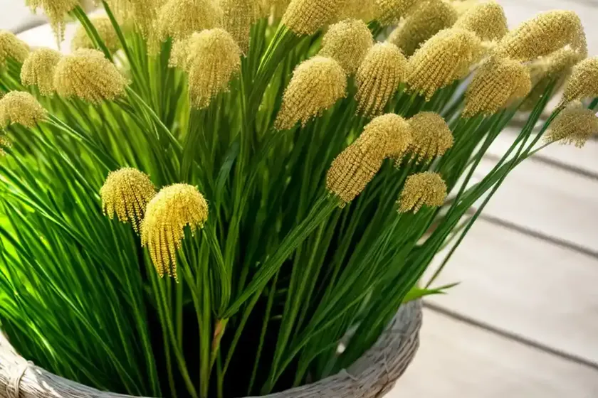 Corn caraway, corn parsley (sison amomum) — photo 2