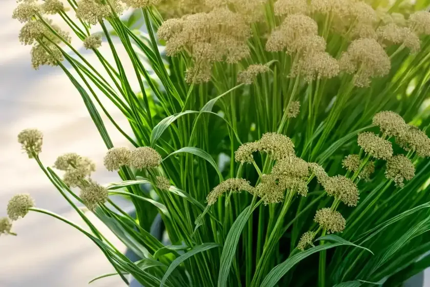 Corn caraway, corn parsley (sison amomum) — photo 3