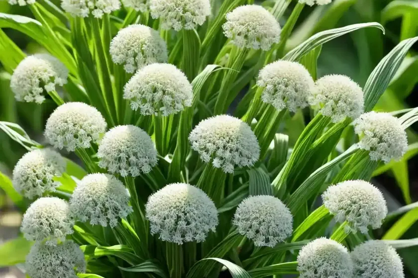 Corn Parsley (Sison Segetum) — photo 2