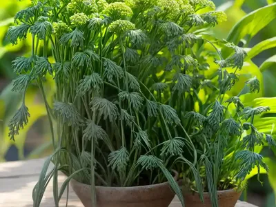 Corn Parsley (Sison Segetum)