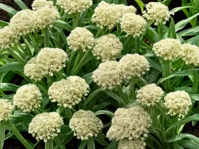 Corn Salad (Valerianella Locusta)