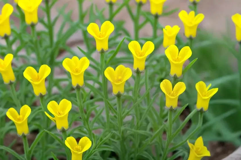 Corn toadflax (linaria arvensis) — photo 3
