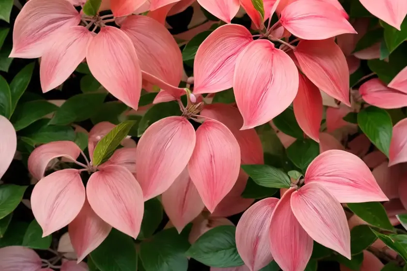 Cornus sanguinea ‘anny’s winter orange’ (bloodtwig dogwood) — photo 3