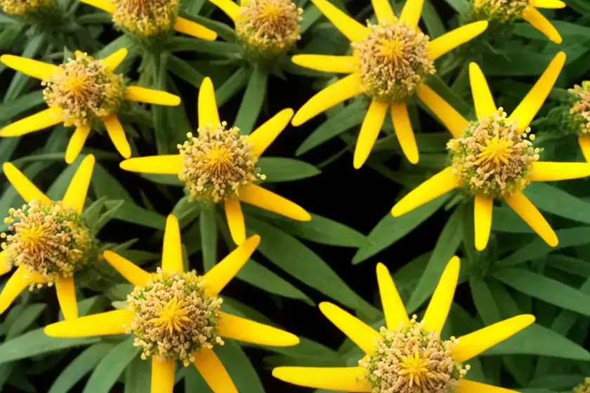 Corokia (corokia) — photo 3