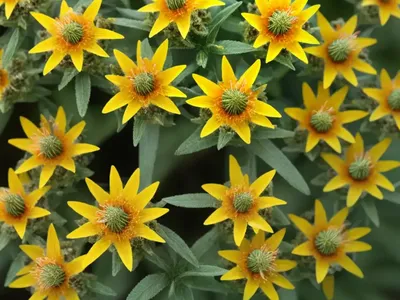 Corokia (Corokia)