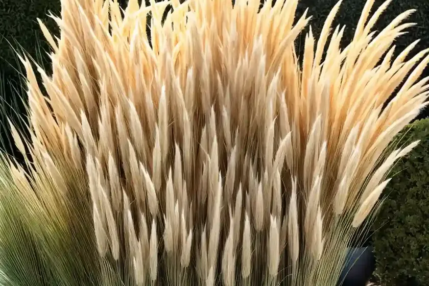 Cortaderia selloana ‘pumila’ (pampas grass) — photo 2
