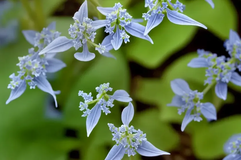 Corydalis curviflora subsp. rosthornii ‘blue heron’ (fumewort) — photo 2