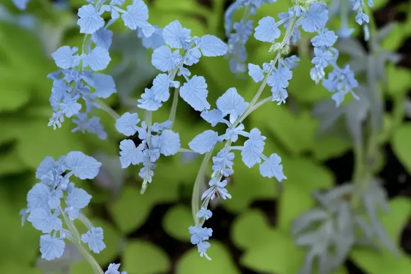 Corydalis curviflora subsp. rosthornii ‘blue heron’ (fumewort) — photo 3