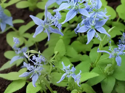Corydalis Curviflora Subsp. Rosthornii ‘Blue Heron’ (Fumewort)