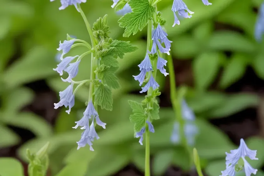 Corydalis elata (fumewort) — photo 3