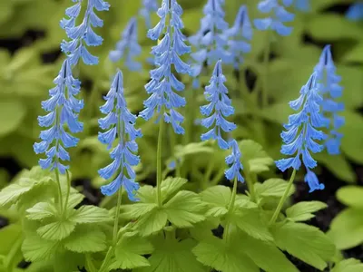 Corydalis Elata (Fumewort)