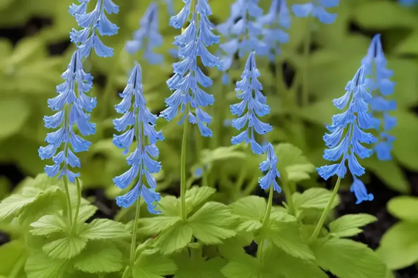 Corydalis elata (fumewort)