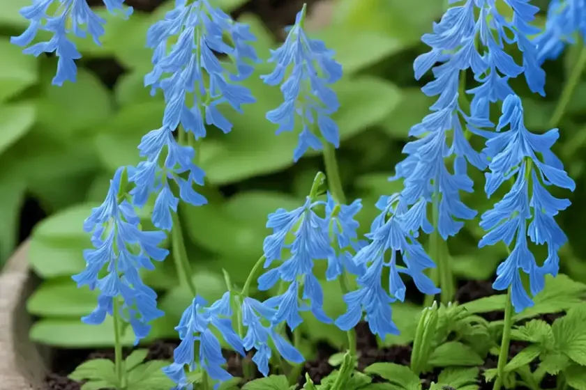 Corydalis Flexuosa ‘Blue Panda’ (Fumewort) — photo 3