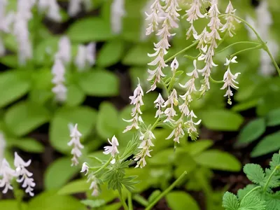 Corydalis Flexuosa ‘Golden Panda’ (Fumewort)