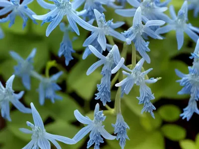 Corydalis Flexuosa ‘Porcelain Blue’ (Fumewort)