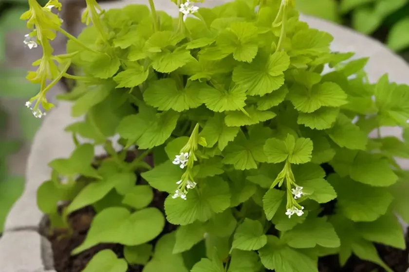 Corydalis lutea (fumewort) — photo 2
