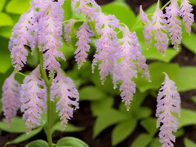 Corydalis Sempervirens (Rock Harlequin)