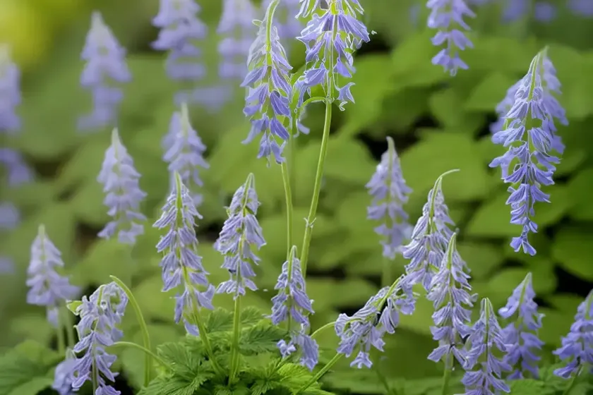 Corydalis solida ‘beth evans’ (fumewort) — photo 2