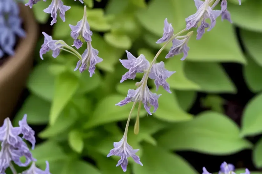 Corydalis solida ‘beth evans’ (fumewort)