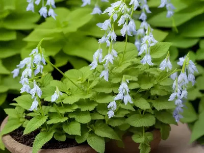 Corydalis Solida ‘George Baker’ (Fumewort)