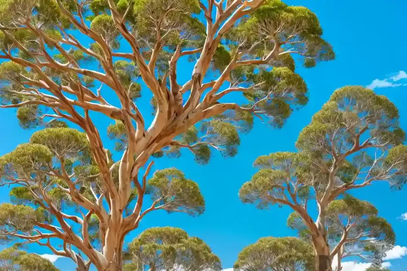 Corymbia citriodora (lemon-scented gum) — photo 3