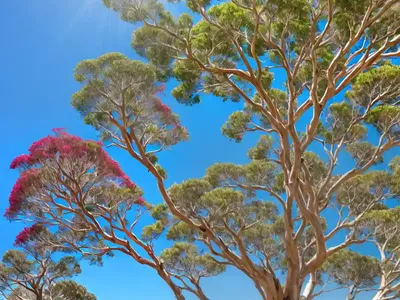 Corymbia Citriodora (Lemon-Scented Gum)