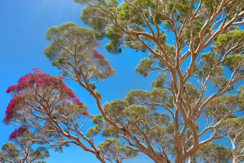 Corymbia citriodora (lemon-scented gum)