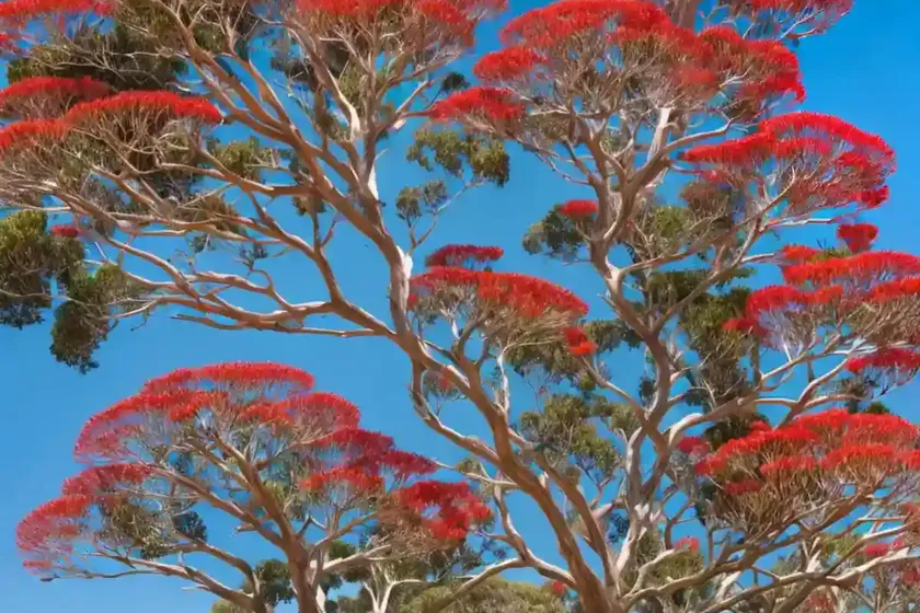 Corymbia ficifolia (corymbia ficifolia) — photo 3