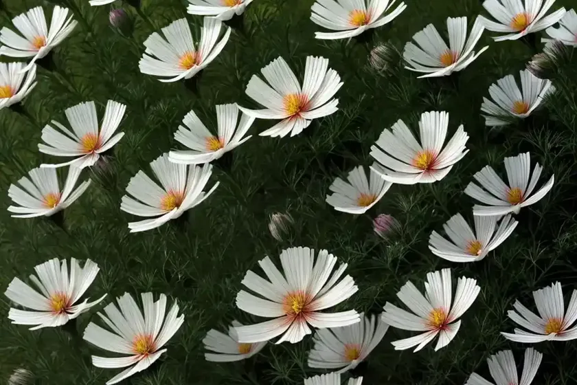 Cosmea ‘xanthos’ (cosmos bipinnatus ‘xanthos’) — photo 2