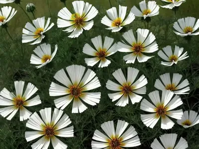 Cosmea ‘xanthos’ (Cosmos Bipinnatus ‘xanthos’)