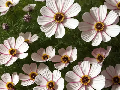 Cosmos Bipinnatus ‘Apricot Lemonade’)