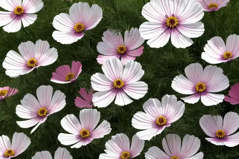Cosmos bipinnatus ‘candy stripe’) — photo 3