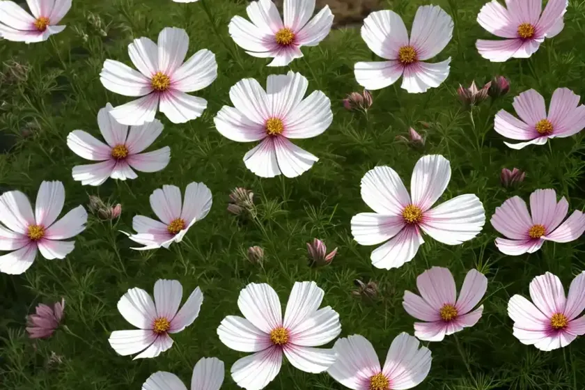 Cosmos bipinnatus ‘cosimo collarette’) — photo 3