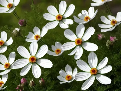 Cosmos Bipinnatus (Cosmos Sulphureus)