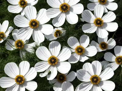 Cosmos Bipinnatus ‘Sonata White’)