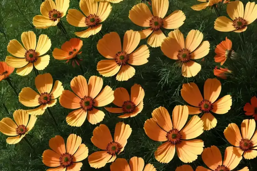 Cosmos sulphureus ‘cosmic orange’) — photo 3