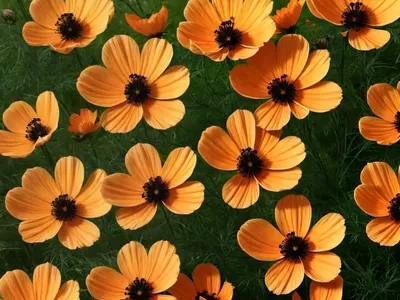 Cosmos Sulphureus ‘Cosmic Orange’)