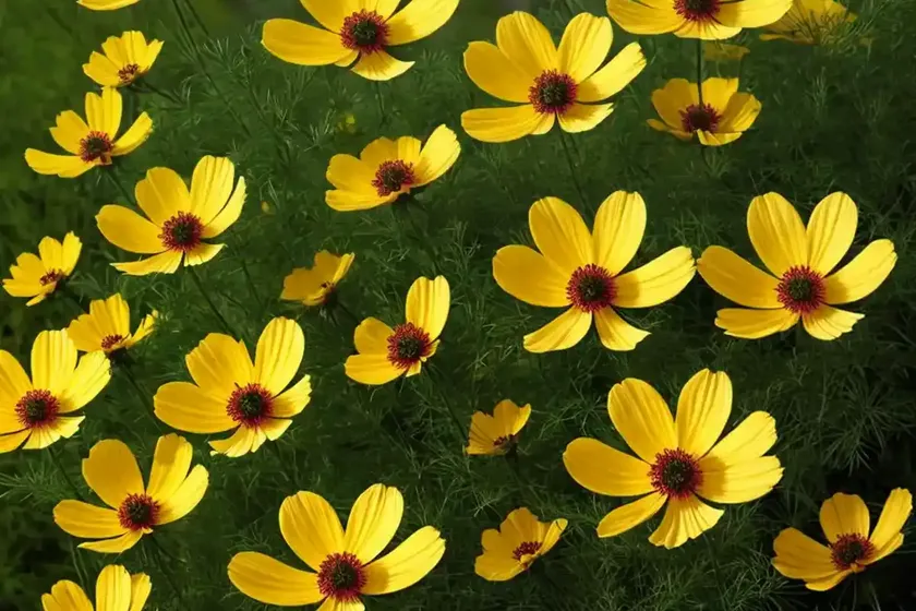 Cosmos sulphureus ‘cosmic yellow’) — photo 3