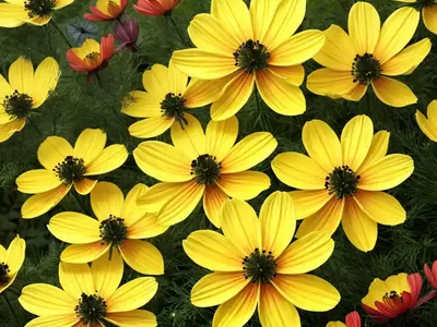 Cosmos Sulphureus ‘Cosmic Yellow’)