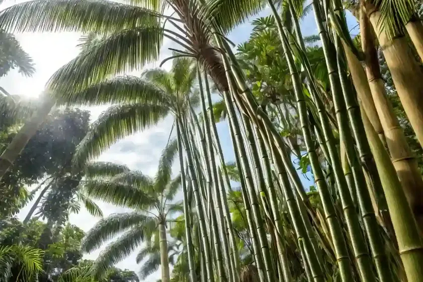 Costa rican bamboo palm (chamaedorea costaricana) — photo 2