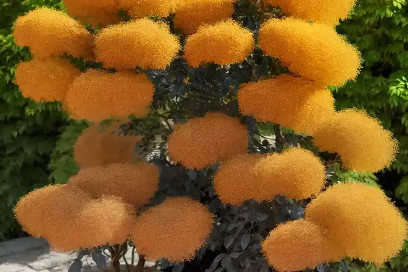 Cotinus coggygria ‘golden spirit’ (smokebush) — photo 2