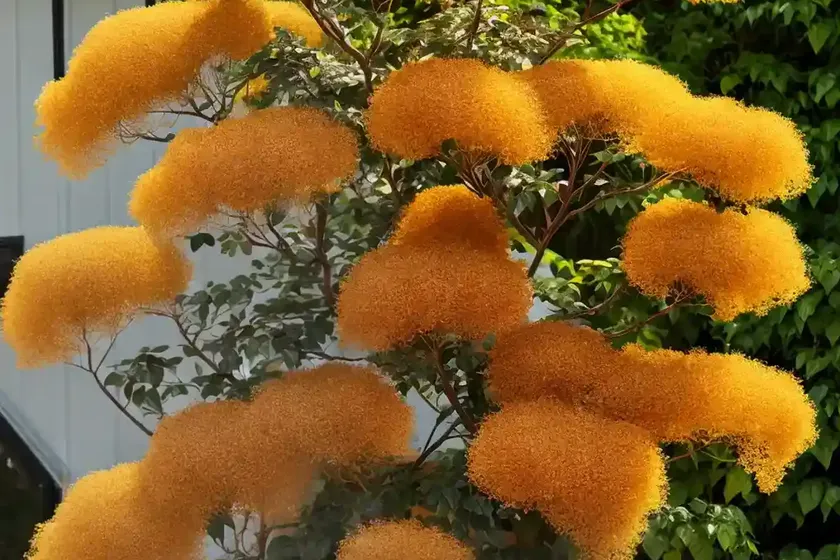 Cotinus coggygria ‘golden spirit’ (smokebush) — photo 3
