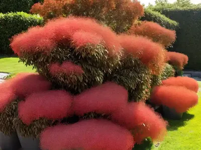 Cotinus Coggygria ‘Golden Spirit’ (Smokebush)