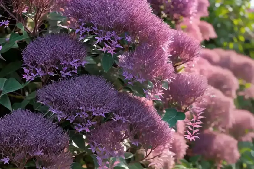 Cotinus coggygria ‘royal purple’ (smokebush) — photo 2