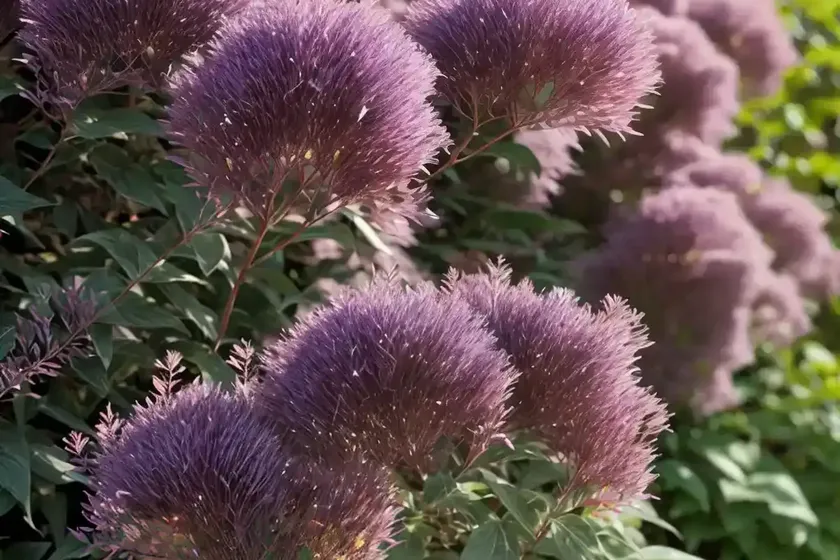 Cotinus coggygria ‘royal purple’ (smokebush) — photo 3