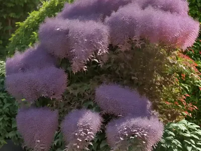 Cotinus Coggygria ‘Royal Purple’ (Smokebush)