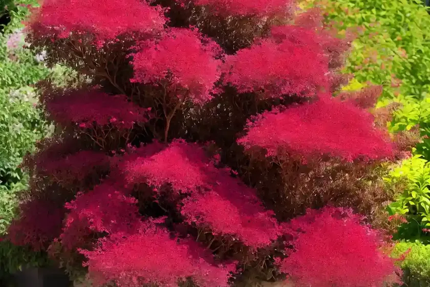 Cotinus coggygria (smokebush) — photo 3